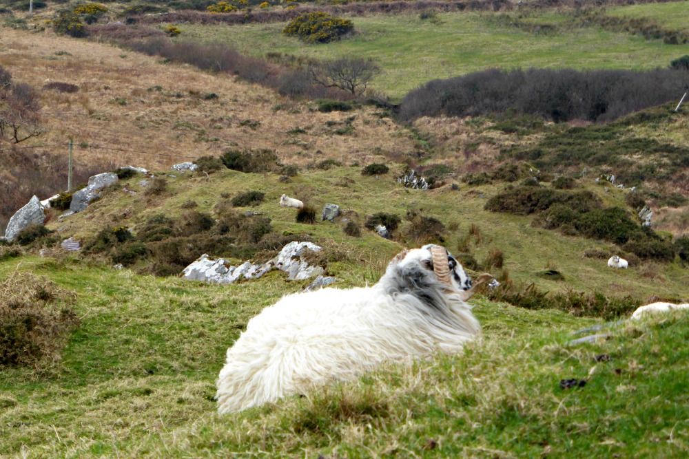 leacanabuile-stone-fort-sheep