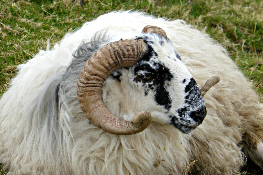 leacanabuile-stone-fort-sheep