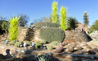 Guide to Visiting Phoenix’s Desert Botanical Gardens