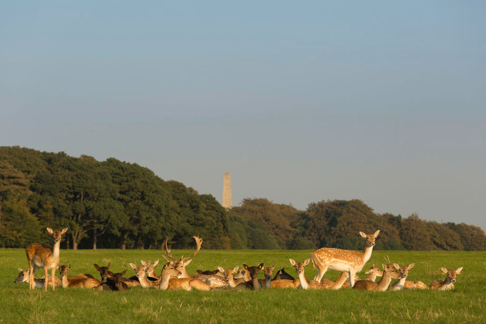 Things to Do in Dublin - Phoenix Park Deer (Ireland Content Pool)