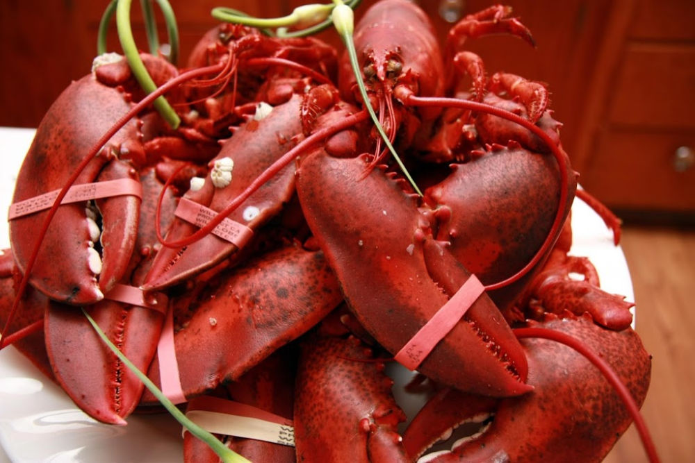 Things to Do in Nova Scotia - Eating Lobster Things to Do in Nova Scotia - Eating Lobster