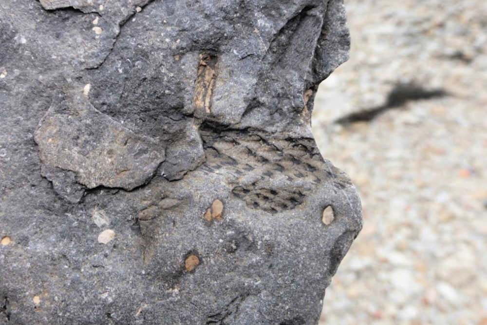 Things to Do in Nova Scotia - Joggins Fossil Cliffs Things to Do in Nova Scotia - Joggins Fossil Cliffs