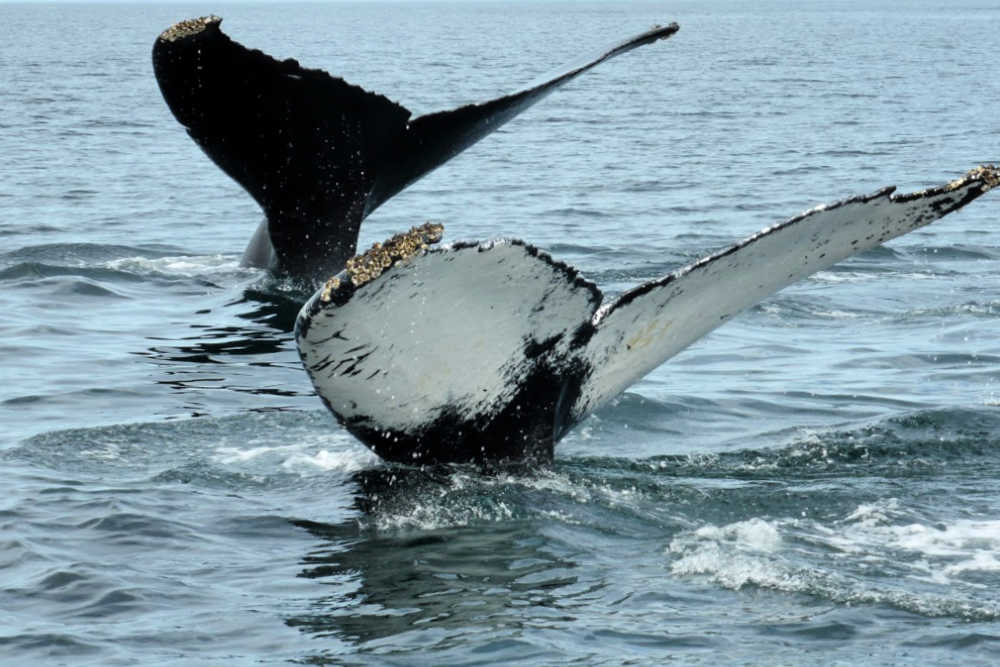 Things to Do in Nova Scotia - Whale Watching Things to Do in Nova Scotia - Whale Watching