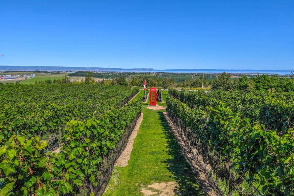 Things to Do in Nova Scotia - Winery (Bacon is Magic) Things to Do in Nova Scotia - Winery (Bacon is Magic)