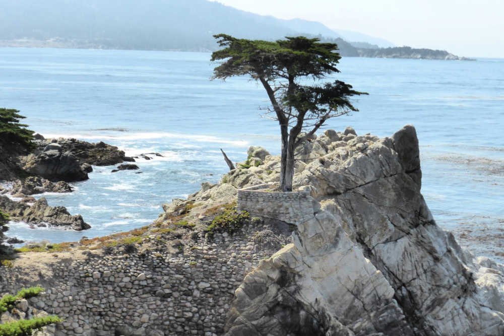 Pacific Coast Highway Itinerary Lone Cypress Tree