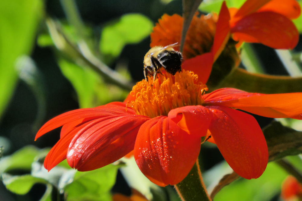 Guide to Visiting the Annapolis Royal Historic Gardens - Bee on Flower