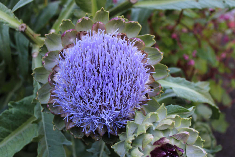 Guide to Visiting the Annapolis Royal Historic Gardens - Innovative Garden