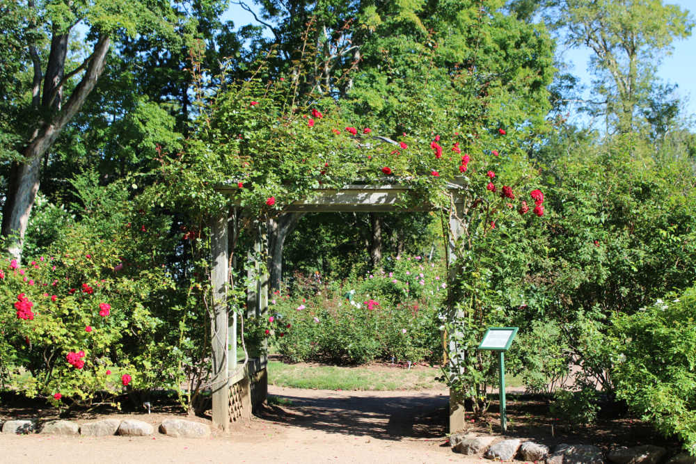 Guide to Visiting the Annapolis Royal Historic Gardens - Rose Garden