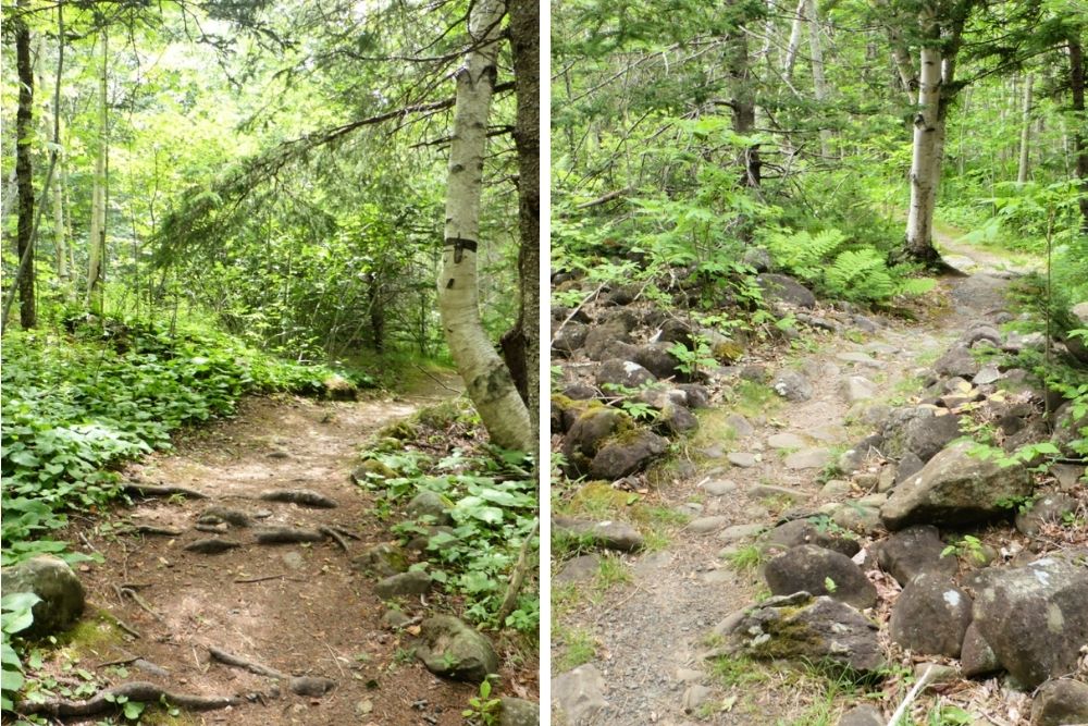 Weekend in Annapolis Royal, NS - Delap's Cove Paths in Woods