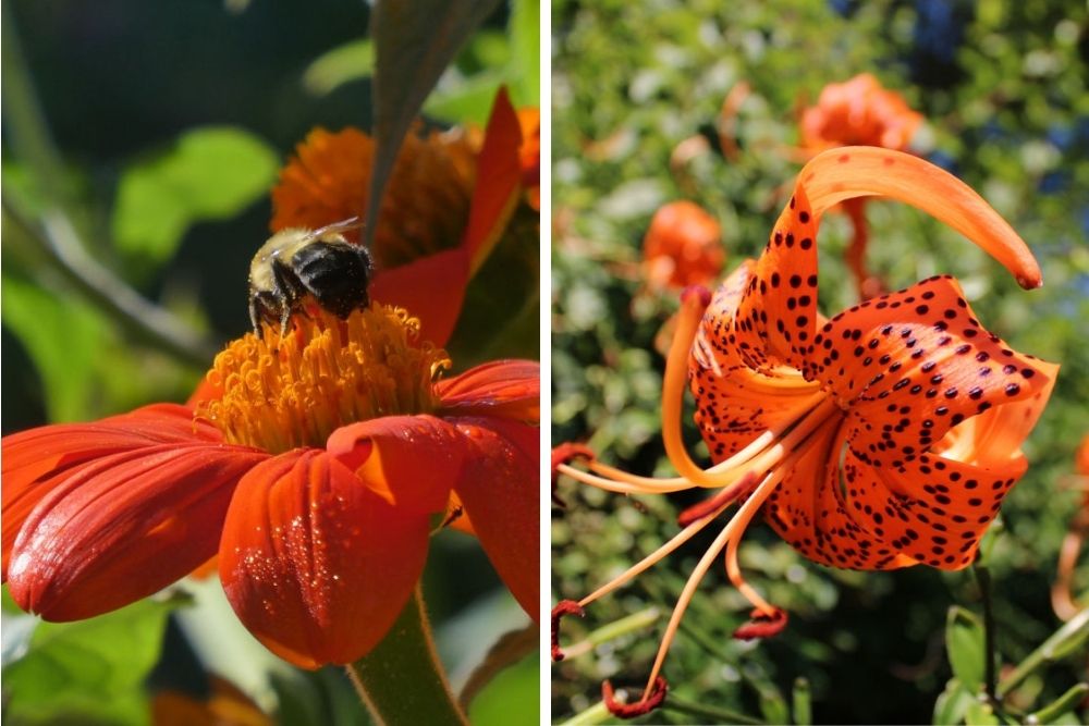 Weekend in Annapolis Royal, NS - Historic Gardens Flowers